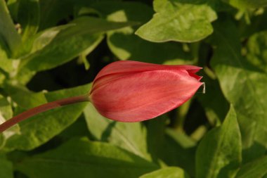 Bahçe lalesi (Tulipa gesneriana)
