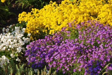 Aubrieta (lat. Aubrieta, lahana familyasından bir bitki cinsidir..