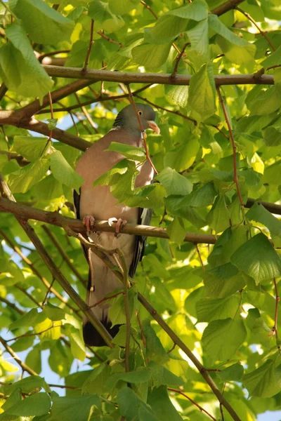 stock image Pryputen (Columba palumbus) is a bird of the pigeon family (Columbidae)