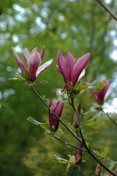 Magnolia Género Botânico Pertencente Família Magnolia — Fotografia de Stock