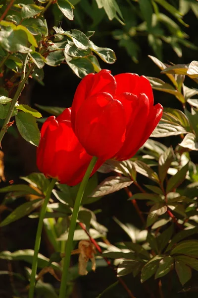 Tulipan Ogrodowy Tulipa Gesneriana — Zdjęcie stockowe