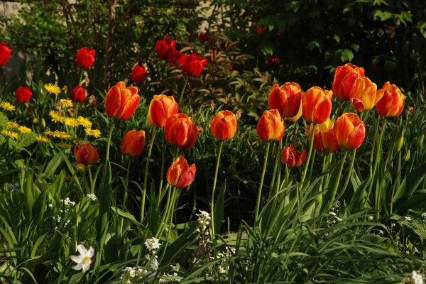 stock image Garden tulip (Tulipa gesneriana)