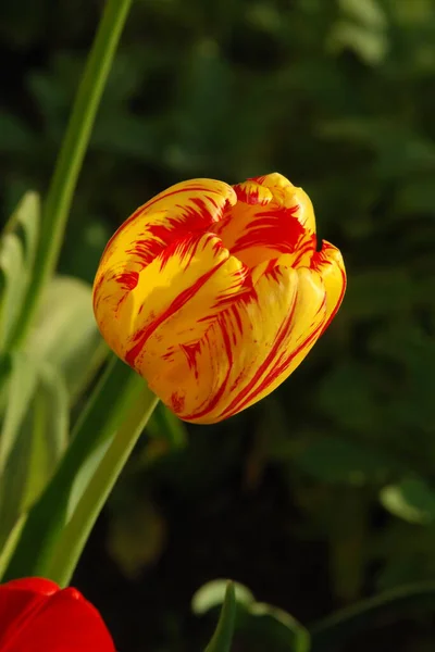 Garden Tulip Tulipa Gesneriana — Stock Photo, Image