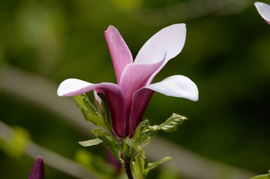 Magnolia, manolya familyasından büyük bir bitki cinsidir.