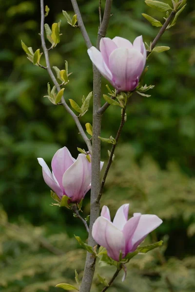 Magnolia Een Geslacht Van Planten Uit Familie Magnolia Magnolia — Stockfoto