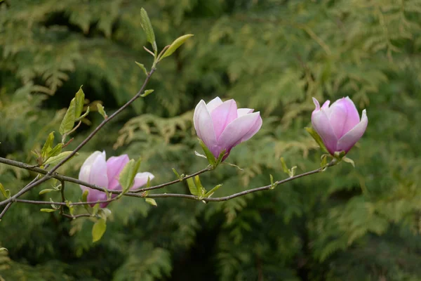 Magnolia Ett Stort Släkte Växter Magnolia Familjen — Stockfoto