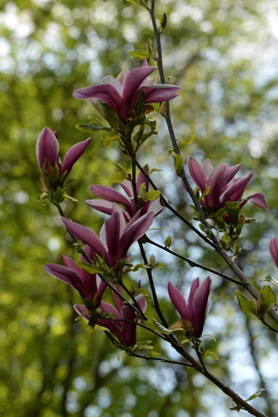 Magnolia Manolya Familyasından Büyük Bir Bitki Cinsidir — Stok fotoğraf