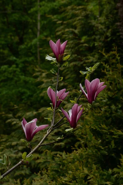 Magnolia Egy Nagy Nemzetség Növények Magnólia Család — Stock Fotó
