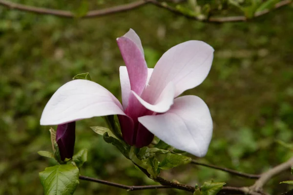 Magnolia Великий Рід Рослин Родини Магноліїв — стокове фото
