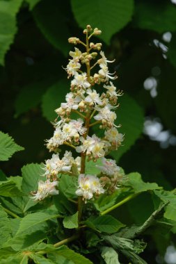Chestnut (Castanea Tourn), kayın familyasından bir yaprak ağacı cinsidir.