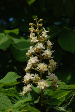 Chestnut (Castanea Tourn), kayın familyasından bir yaprak ağacı cinsidir.