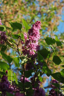 Sıradan yaban domuzu (Şırınga bayağılığı))