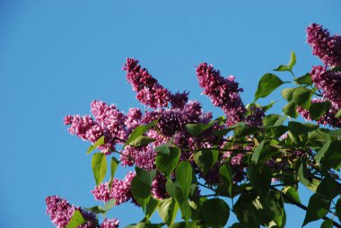 Sıradan yaban domuzu (Şırınga bayağılığı))