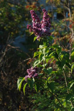Sıradan yaban domuzu (Şırınga bayağılığı))