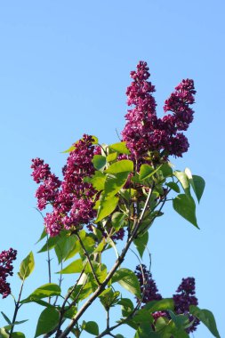 Sıradan yaban domuzu (Şırınga bayağılığı))