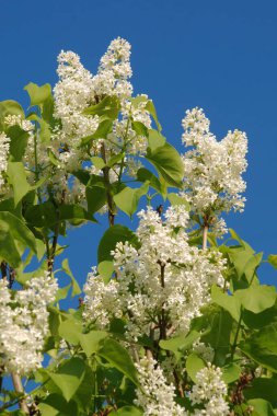 Sıradan yaban domuzu (Şırınga bayağılığı))