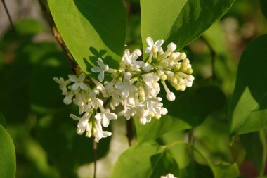 Sıradan yaban domuzu (Şırınga bayağılığı))