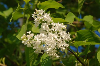 Sıradan yaban domuzu (Şırınga bayağılığı))