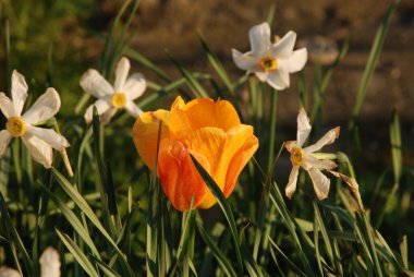 Bahçe lalesi (Tulipa gesneriana)