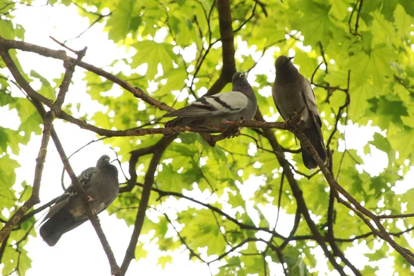 Grautaube Columba Livia Tauben Auf Einem Baum — Stockfoto