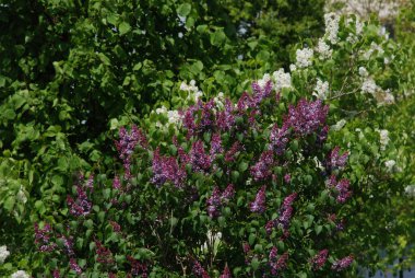 Sıradan yaban domuzu (Şırınga bayağılığı))