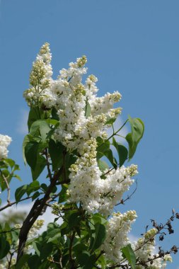 Sıradan yaban domuzu (Şırınga bayağılığı))