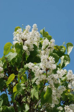 Sıradan yaban domuzu (Şırınga bayağılığı))