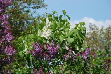 Sıradan yaban domuzu (Şırınga bayağılığı))
