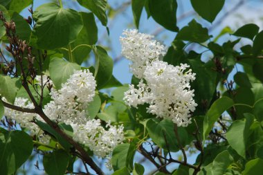 Sıradan yaban domuzu (Şırınga bayağılığı))