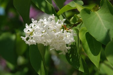 Sıradan yaban domuzu (Şırınga bayağılığı))