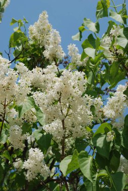 Sıradan yaban domuzu (Şırınga bayağılığı))
