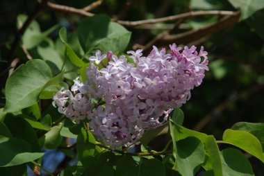 Sıradan yaban domuzu (Şırınga bayağılığı))