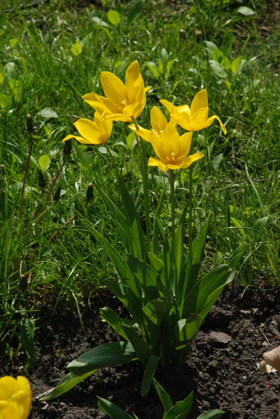 Trädgårdstulpan Tulipa Gesneriana — Stockfoto