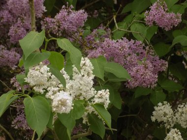 Sıradan yaban domuzu (Şırınga bayağılığı))          