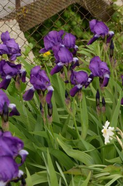 Horozlar veya irisler (Latin Iris)