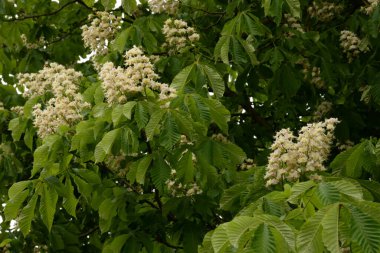 Chestnut (Castanea Tourn), kayın familyasından bir yaprak ağacı cinsidir.