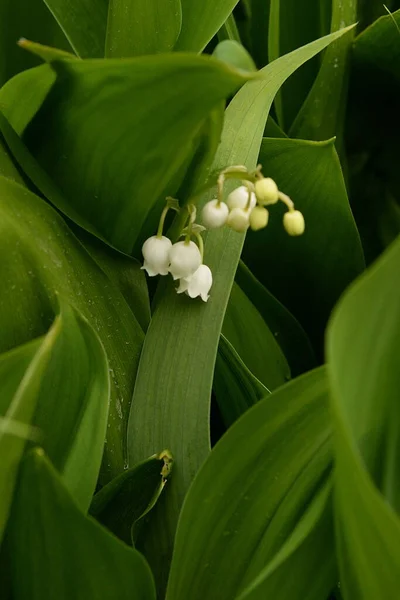 Lily Valley Lily Valley Convallaria Majalis — Stock Photo, Image