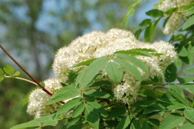 Yaygın dağ külleri (Sorbus aucuparia)