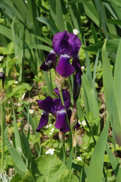 Horozlar Veya Irisler Latin Iris — Stok fotoğraf