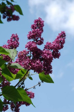 Sıradan yaban domuzu (Şırınga bayağılığı))