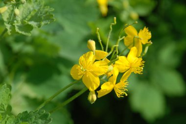 Chelidonium majus L., tek tip cinsin tek türüdür.