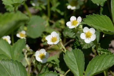 Papatya çayı ya da papatya çayı. Papatya veya papatya çayı her yıl yüksek dallı bir bitki cinsidir.