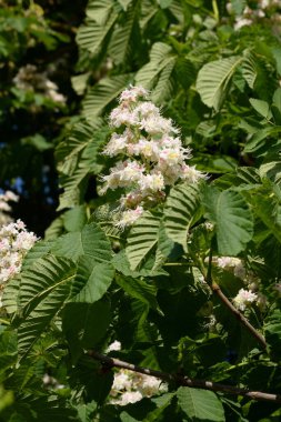 Chestnut (Castanea Tourn), kayın familyasından bir yaprak ağacı cinsidir.