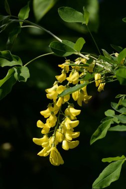 Altın yağmur veya Laburnum (lat. Laburnum)