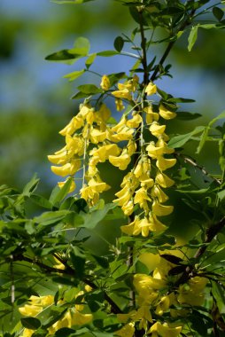 Altın yağmur veya Laburnum (lat. Laburnum)