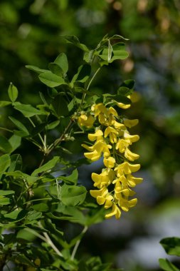 Altın yağmur veya Laburnum (lat. Laburnum)