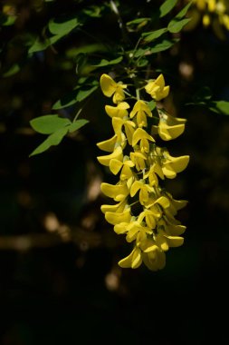 Altın yağmur veya Laburnum (lat. Laburnum)