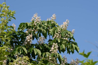 Chestnut (Castanea Tourn), kayın familyasından bir yaprak ağacı cinsidir.