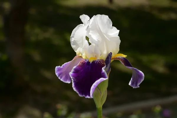 Roosters Irises Latin Iris — Stock Fotó