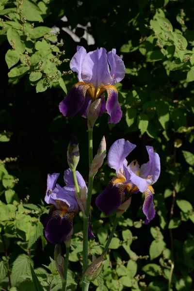 Roosters Irises Latin Iris — Zdjęcie stockowe